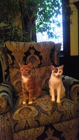 Gallery Photo of Fess Parker and Annabelle are the unofficial therapy kittens of Complete Wellness