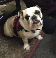 Gallery Photo of Canine visitor at Rev. Hellers dog friendly office!