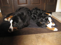 Gallery Photo of Co-Therapists, Bernese Mountain Dogs DaVinci & Chloe!