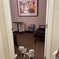 Gallery Photo of Therapy Dogs on site.  They can keep you company, you can play with them, or they will stay in their dog beds...the choice is yours! Hypoallergenic.