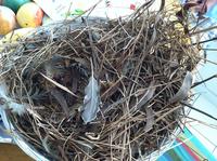 Gallery Photo of . . a found nest.