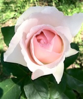 Gallery Photo of rose