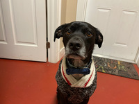 Gallery Photo of Ollie dressed for work