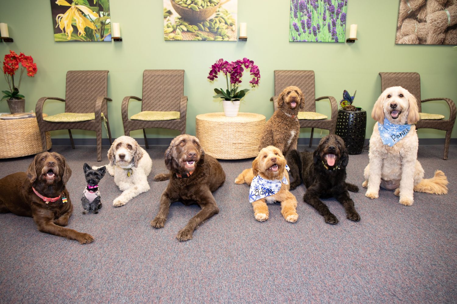 Gallery Photo of Our therapy dogs 