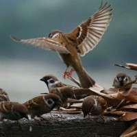 Gallery Photo of feed the birds