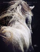 Gallery Photo of Arabian horse