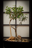 Gallery Photo of This bonsai has been with me since starting the practice. It features in my logo and represents growth and development to completeness...