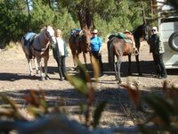 Gallery Photo of Going on a trail ride with stallion, SS Thunderbolt, and two good friends on their geldings.