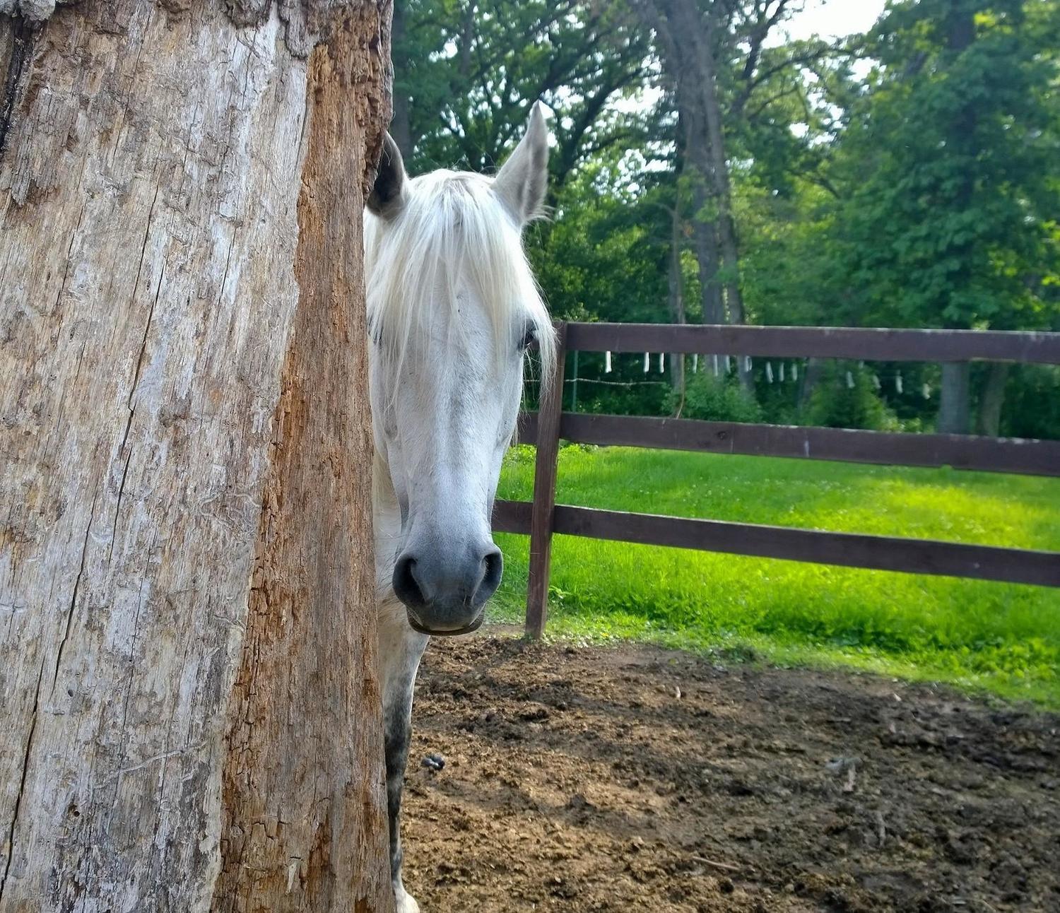 Gallery Photo of One of our therapy horses Ellie