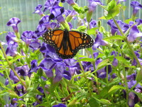Gallery Photo of It is known that the butterfly cannot see the colors of it's wings. I can help you see your colors.