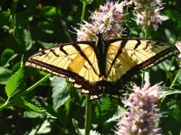 Gallery Photo of Mountain butterfly in the Wasatch Range