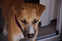 Gallery Photo of Registered Therapy Dog, Samba