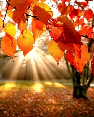 Photo of Spring To Autumn Family Counseling, Marriage & Family Therapist in West Los Angeles, CA