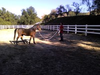 Gallery Photo of Equine Therapy at Ranch Creek Recovery