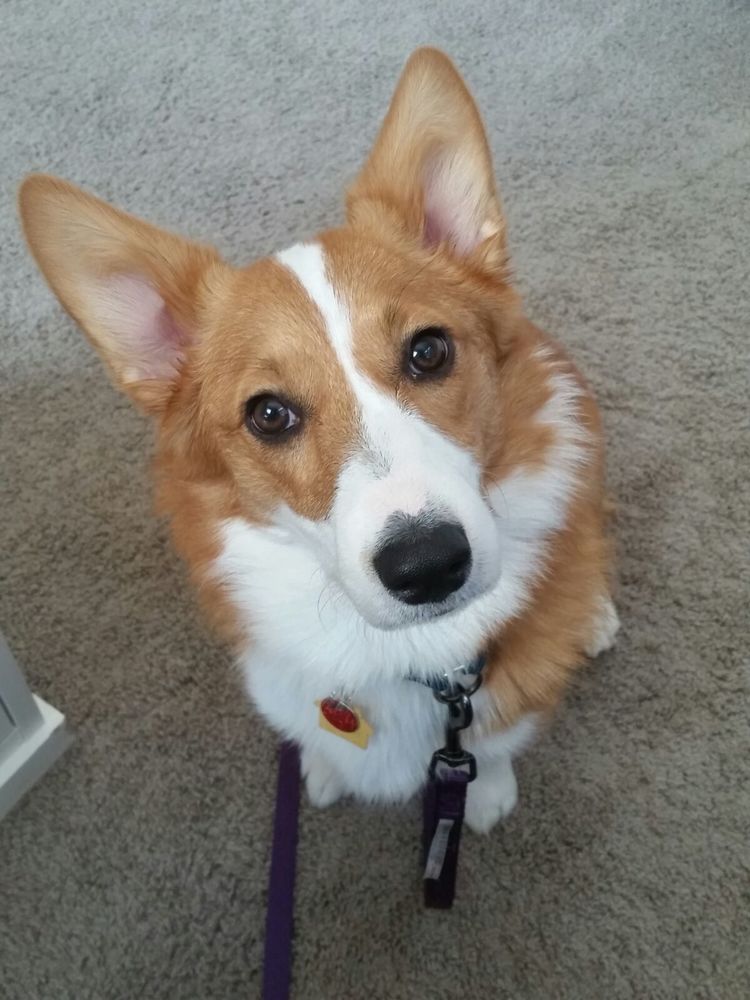 Ruby, Certified Therapy Dog
