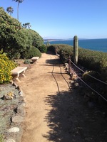 Gallery Photo of The perfect path - ocean, desert, flowers, sky, foliage, solitude.