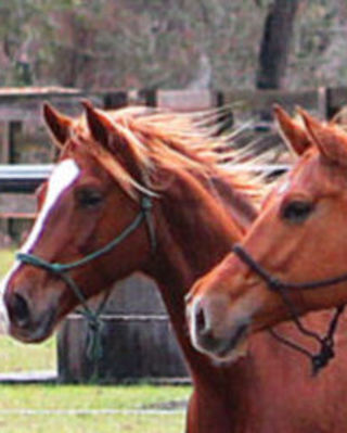 Photo of Transitions Equine Services, LLC, Counselor in Jacksonville, FL