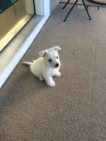 Gallery Photo of Winston the Westie is our new puppy. You may run into him at the office once in a while. He is hypoallergenic, and non shedding. He LOVES kids.