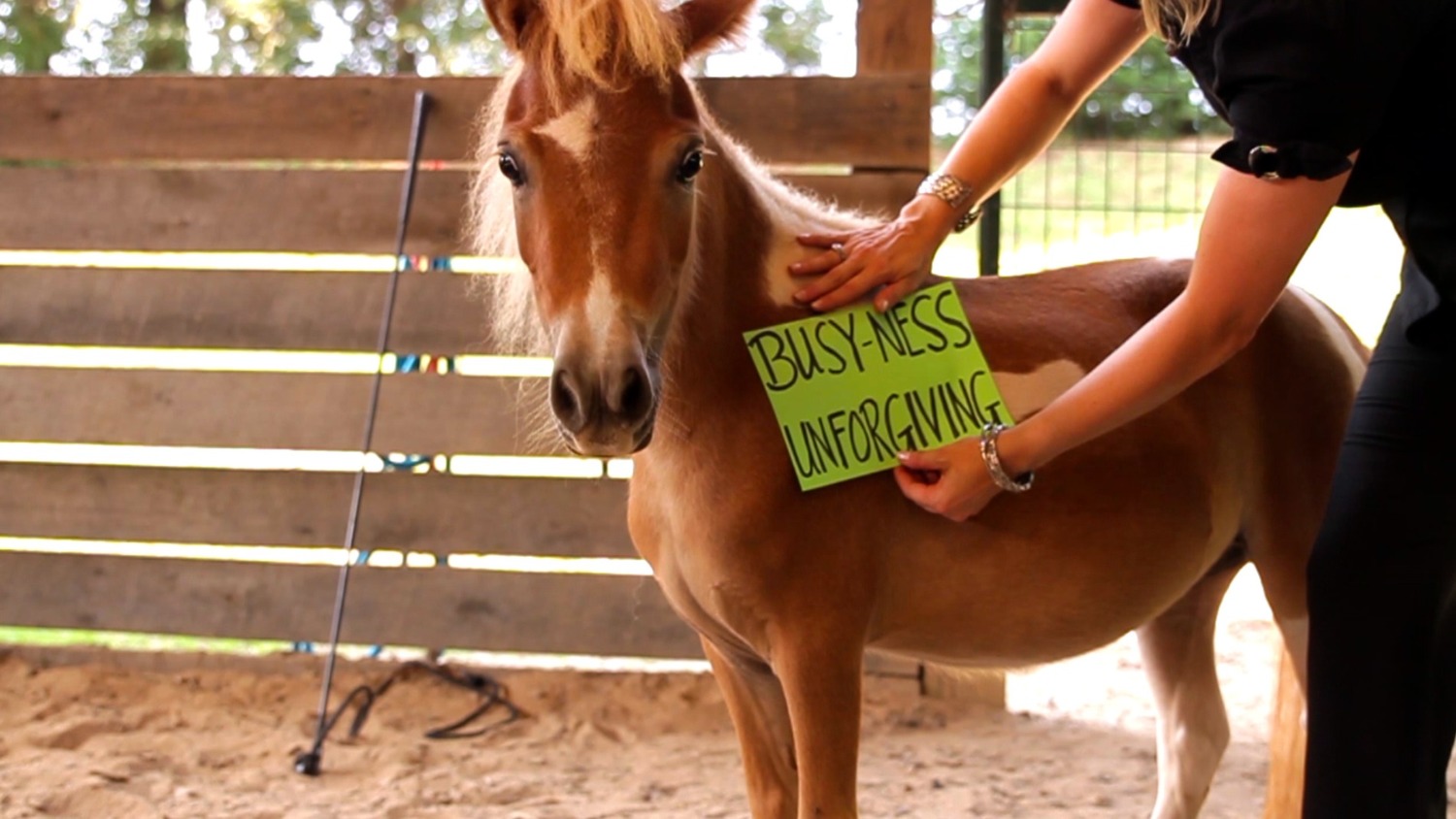 Gallery Photo of Miniature Horse for therapy