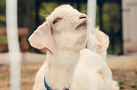 Gallery Photo of Moses, the goat