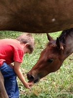 Gallery Photo of Children learn and grow through equine assisted therapy