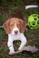 Gallery Photo of Meet Wallace the beagle!