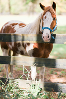 Gallery Photo of Flynt, our Equine Horse