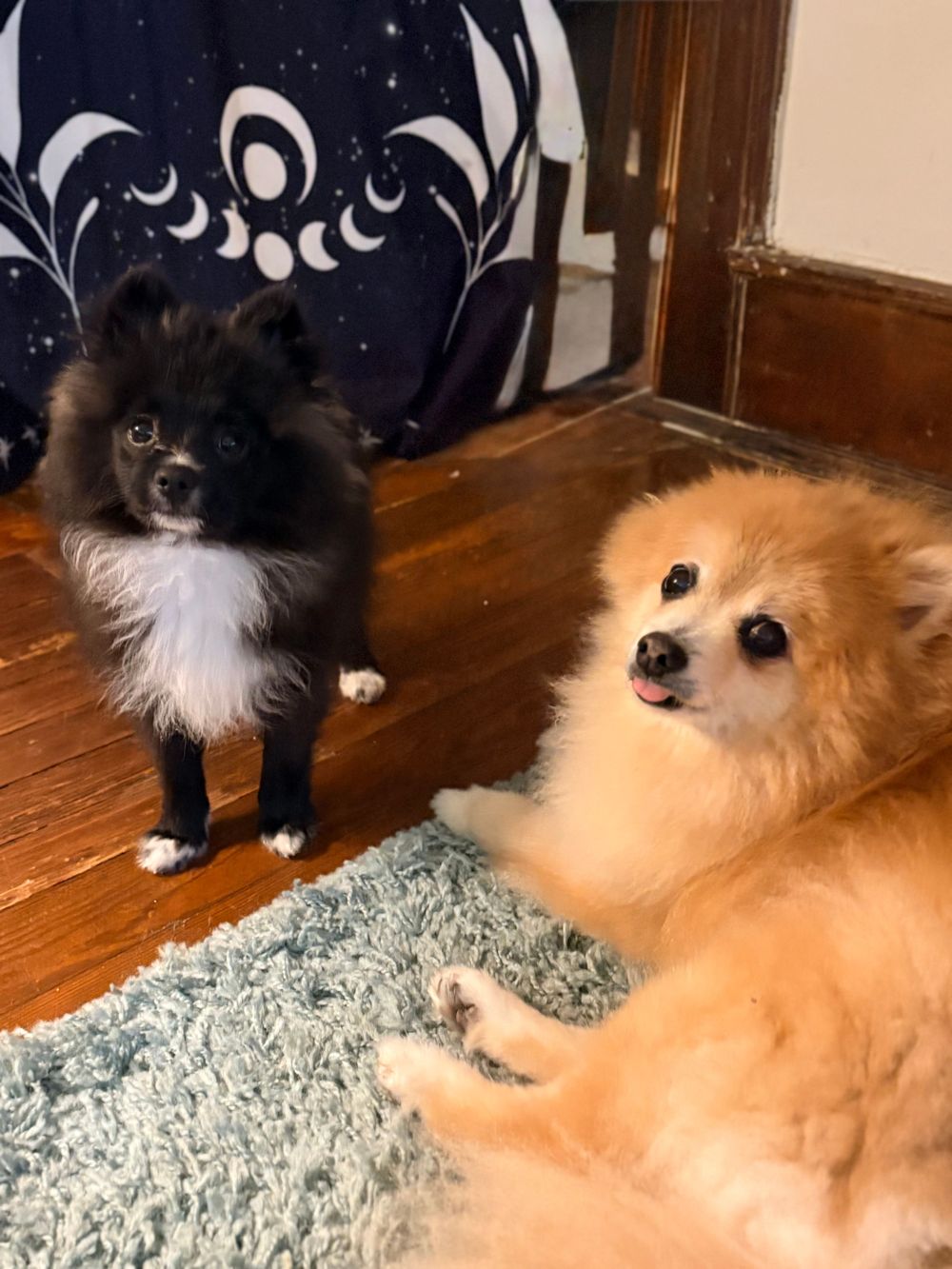 Silas (blonde) is my almost 17-year-old retired therapy Pom; Leo (b&w) is my 5-month-old therapy-dog-in-training!