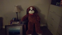 Gallery Photo of Big stuffed dog inside my office.