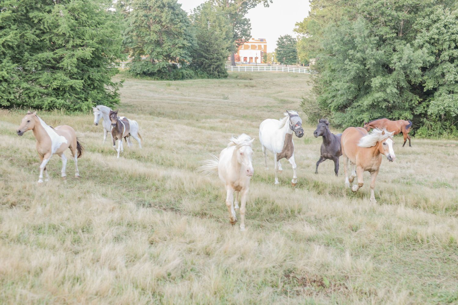 Gallery Photo of Horses running