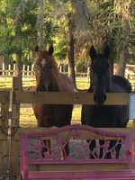 Gallery Photo of Odie & Deacon welcome you to the LightHorse Healing Therapeutic Farm.
