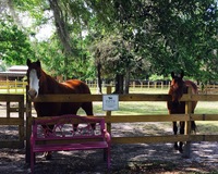 Gallery Photo of Cash & Dylan bid you welcome! They are always excited to see new people come to the gate.