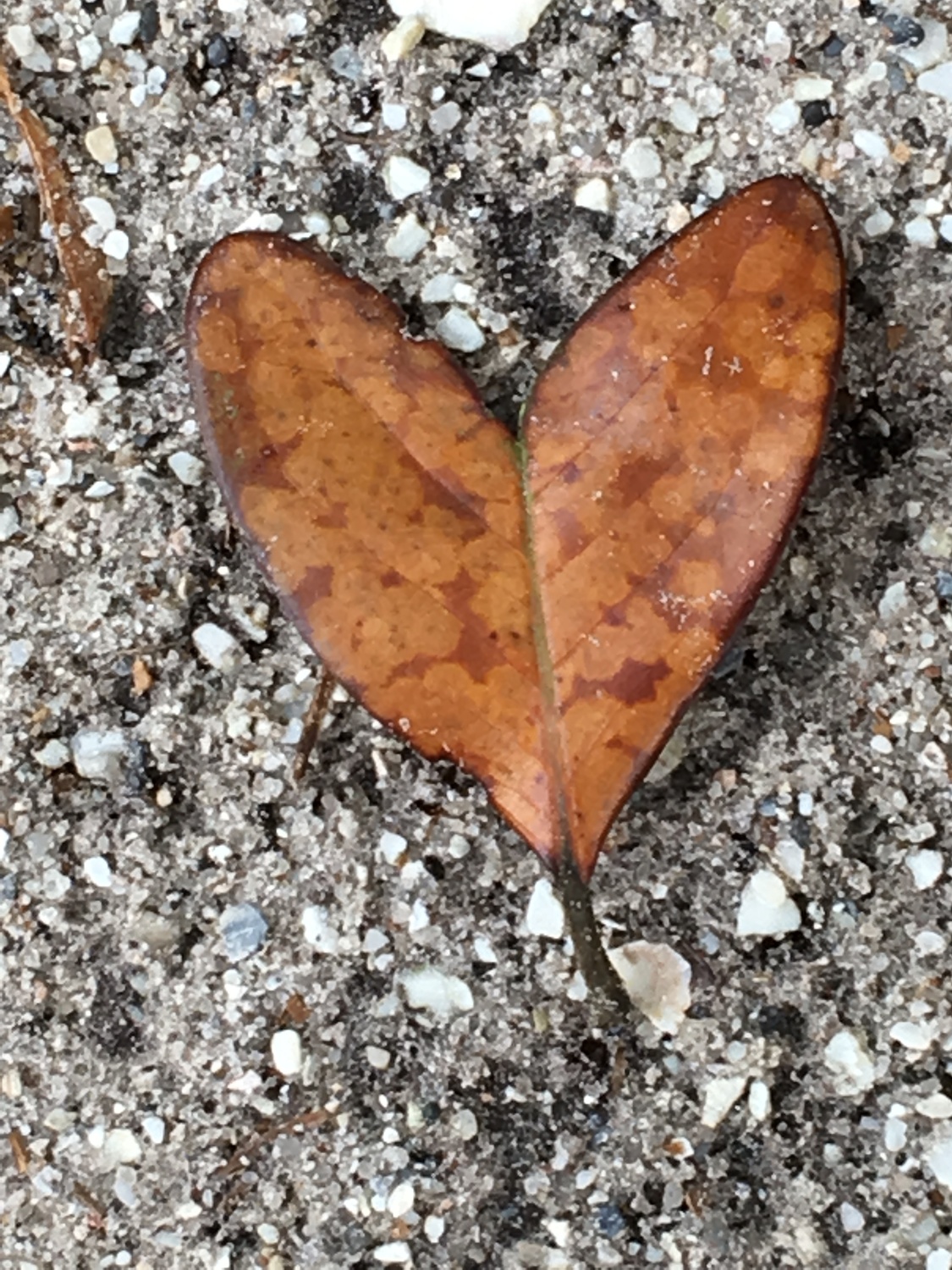 Gallery Photo of Even the leaves know, "all we need is love".