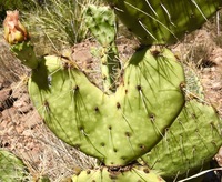 Gallery Photo of We have all had a prickly heart a time or two.