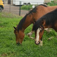 Gallery Photo of Two of our horses - Hawk and Tunka