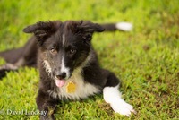 Gallery Photo of Ava is our new puppy and is learning to be a Therapy Dog.