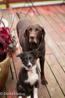 Gallery Photo of Latte and Ava