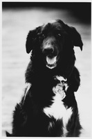 Gallery Photo of Lilly, my first Therapy Dog. It's because of her that I began working with therapy dogs.