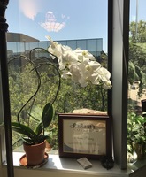 Gallery Photo of Begin to Bloom