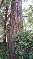 Gallery Photo of redwood outside my window