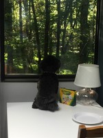 Gallery Photo of Buzz, our therapy dog, enjoys the view.