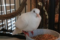 Gallery Photo of Our feathered friends
