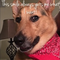 Gallery Photo of My dog knows so many secrets and I know they are safe with him!