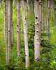 The Aspen Center
