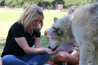 Gallery Photo of Amazing Wolf Therapy