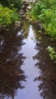 Gallery Photo of Relaxing stream flowing through my office yard