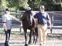 Gallery Photo of Clients participate in equine assisted therapy.