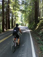 Gallery Photo of A favorite pass time....biking through the redwoods.