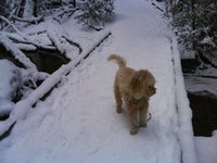 Gallery Photo of Kalani in Pacific Spirit Park snow.
