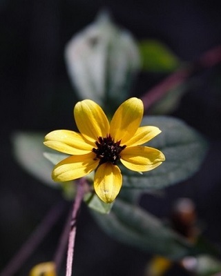 Photo of Facets Counseling, Licensed Professional Counselor in Nolensville, TN